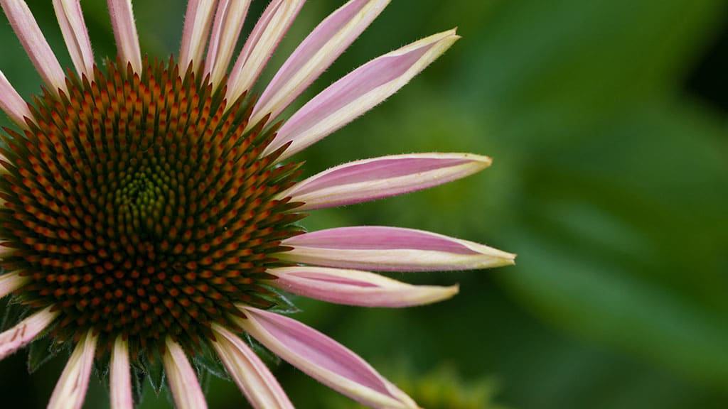 flower-banner.jpg